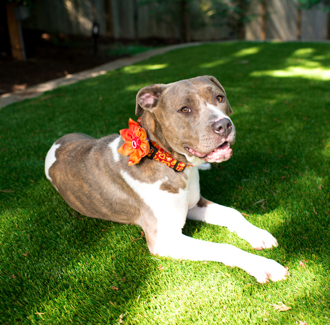 Create a Pet Paradise with Our Premium Pet Turf Collection!