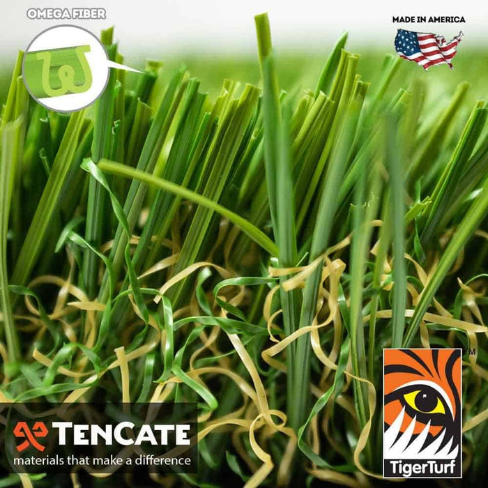 EVERGLADE FESCUE