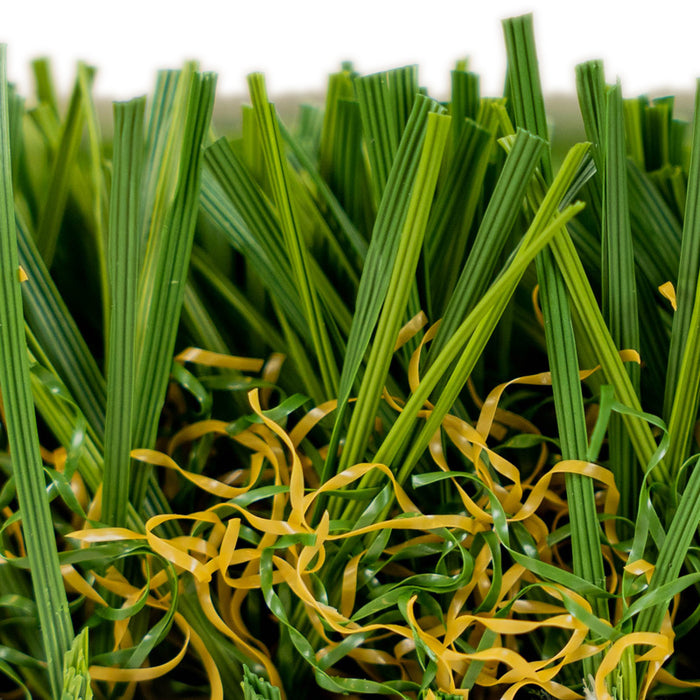 PLAYGROUND FESCUE